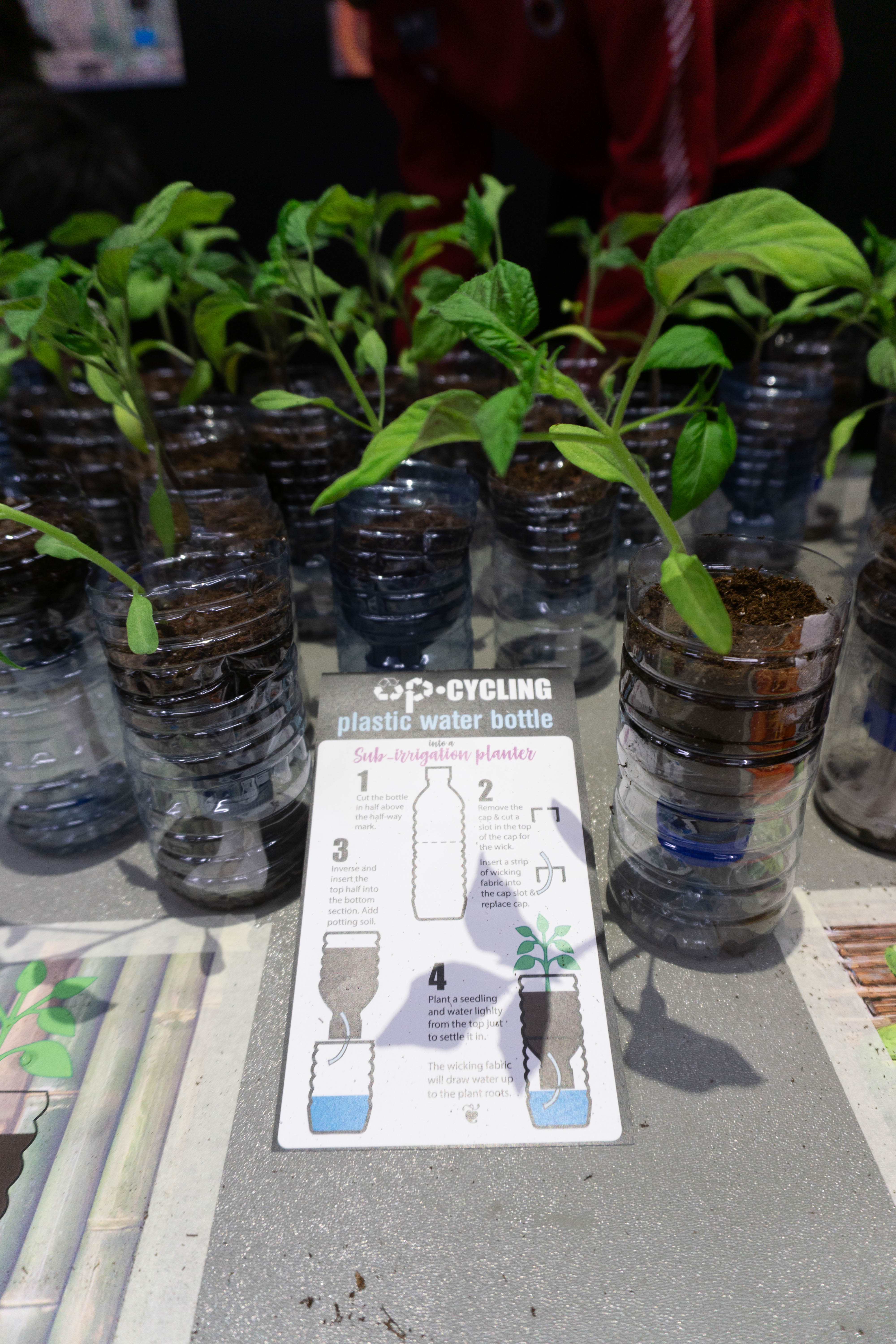 the seedlings